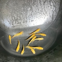 サンシャインの画像