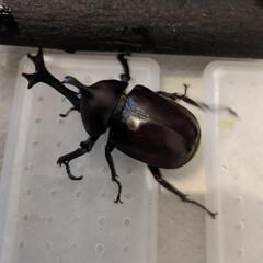 国産カブト虫の幼虫差し上げます❗の画像