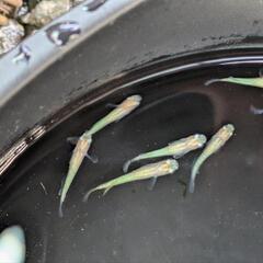 黄金百式 10匹の画像