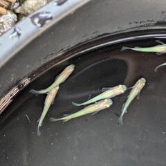 黄金百式 10匹の画像
