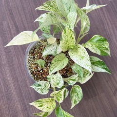観葉植物　ポトス　株分けしたもの③の画像