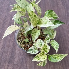 観葉植物　ポトス　株分けしたもの③の画像