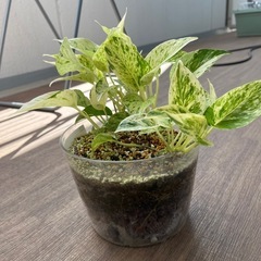観葉植物　ポトス　株分けしたもの③の画像