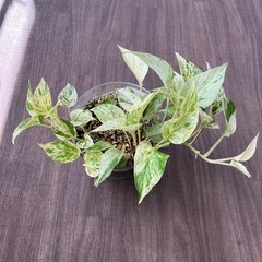 観葉植物　ポトス　株分けしたもの③の画像