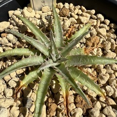 ディッキア　デリカータゴールデンフォーム　植物の画像