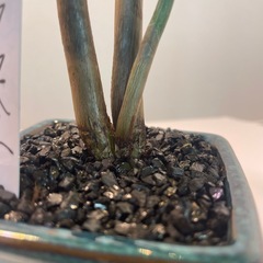 パキラ実生盆栽風仕立て【デザイン鉢/鉢皿付き】の画像