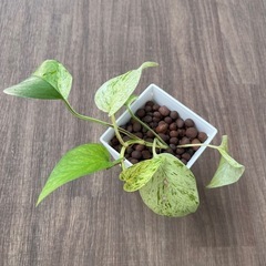 観葉植物　ポトス　株分けしたもの①
の画像
