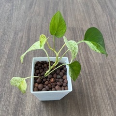 観葉植物　ポトス　株分けしたもの①
の画像