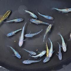 【お取引決定しました9/14】□めだかミックス20匹＋‪α  B□の画像