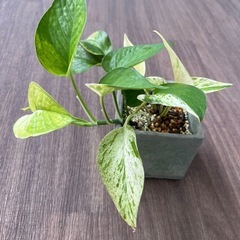 観葉植物　ポトス　株分けしたもの②　の画像