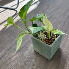 観葉植物　ポトス　株分けしたもの②　の画像
