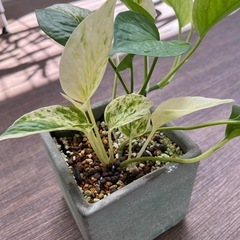 観葉植物　ポトス　株分けしたもの②　の画像