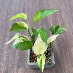 観葉植物　ポトス　株分けしたもの②　の画像