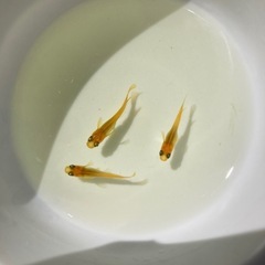4匹　黄金べっ甲　メダカ　めだか の画像