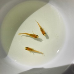 4匹　黄金べっ甲　メダカ　めだか の画像