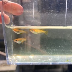 4匹　黄金べっ甲　メダカ　めだか の画像