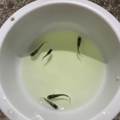 6匹　黒系　メダカ　めだかの画像