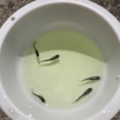 6匹　黒系　メダカ　めだかの画像
