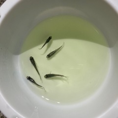 6匹　黒系　メダカ　めだかの画像