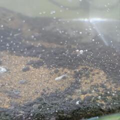 メダカ(若魚)10匹〜の画像