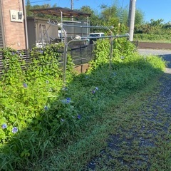 草むしりの画像