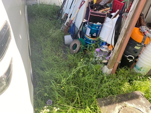 草むしり