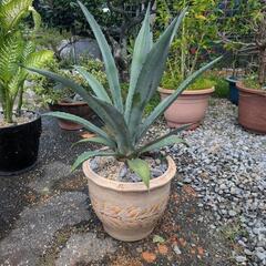 植物アガベアメリカーナの画像