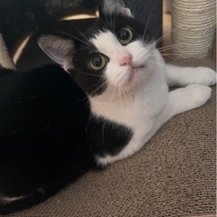 ハチワレのおっとり美猫のハッチ