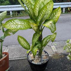 観葉植物の画像
