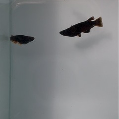 鎖メダカ様直系　炎結　トリオ　オス1メス2 産卵中の画像