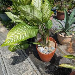 観葉植物の画像