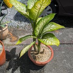 観葉植物の画像