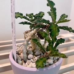 ユーフォルビア・デカリー根上り仕立て【挿し木】の画像