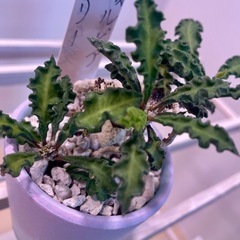 ユーフォルビア・デカリー根上り仕立て【挿し木】の画像