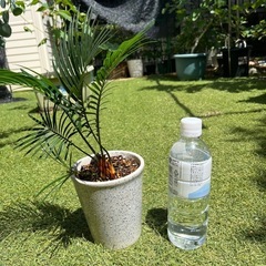 蘇轍　ソテツ　観葉植物　陶器鉢①の画像