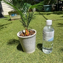 蘇轍　ソテツ　観葉植物　陶器鉢①の画像