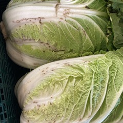 白菜（栄養過多による斑点あり）一玉¥90の画像