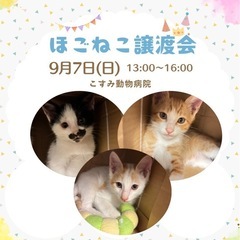 🐈9/7 保護猫譲渡会inこすみ動物病院🐈