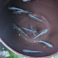 【メダカ】カブキブルー10匹(若魚)の画像