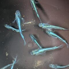 【メダカ】カブキブルー10匹(若魚)の画像