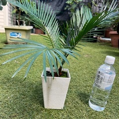 蘇轍　ソテツ　観葉植物③の画像
