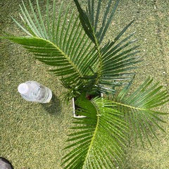 蘇轍　ソテツ　観葉植物③の画像