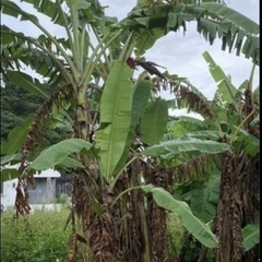 バナナ　苗　3の画像