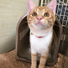 🐈おっとり茶白の茶太郎❤️5ヶ月オス🐈