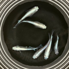 【産卵中】マリアージュLFメダカ6匹の画像