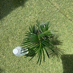 蘇轍　　ソテツ　観葉植物　陶器鉢④の画像