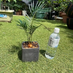蘇轍　　ソテツ　観葉植物　陶器鉢④の画像