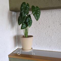 観葉植物5個セットの画像