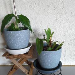 観葉植物5個セットの画像