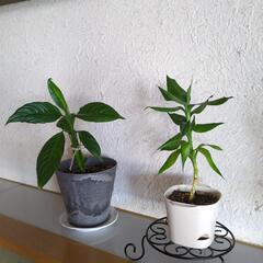 観葉植物5個セットの画像